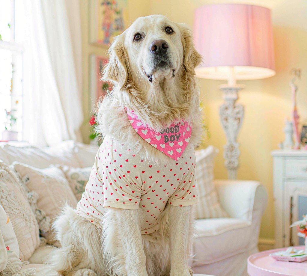 Cool Pets โ dog in custom bandana